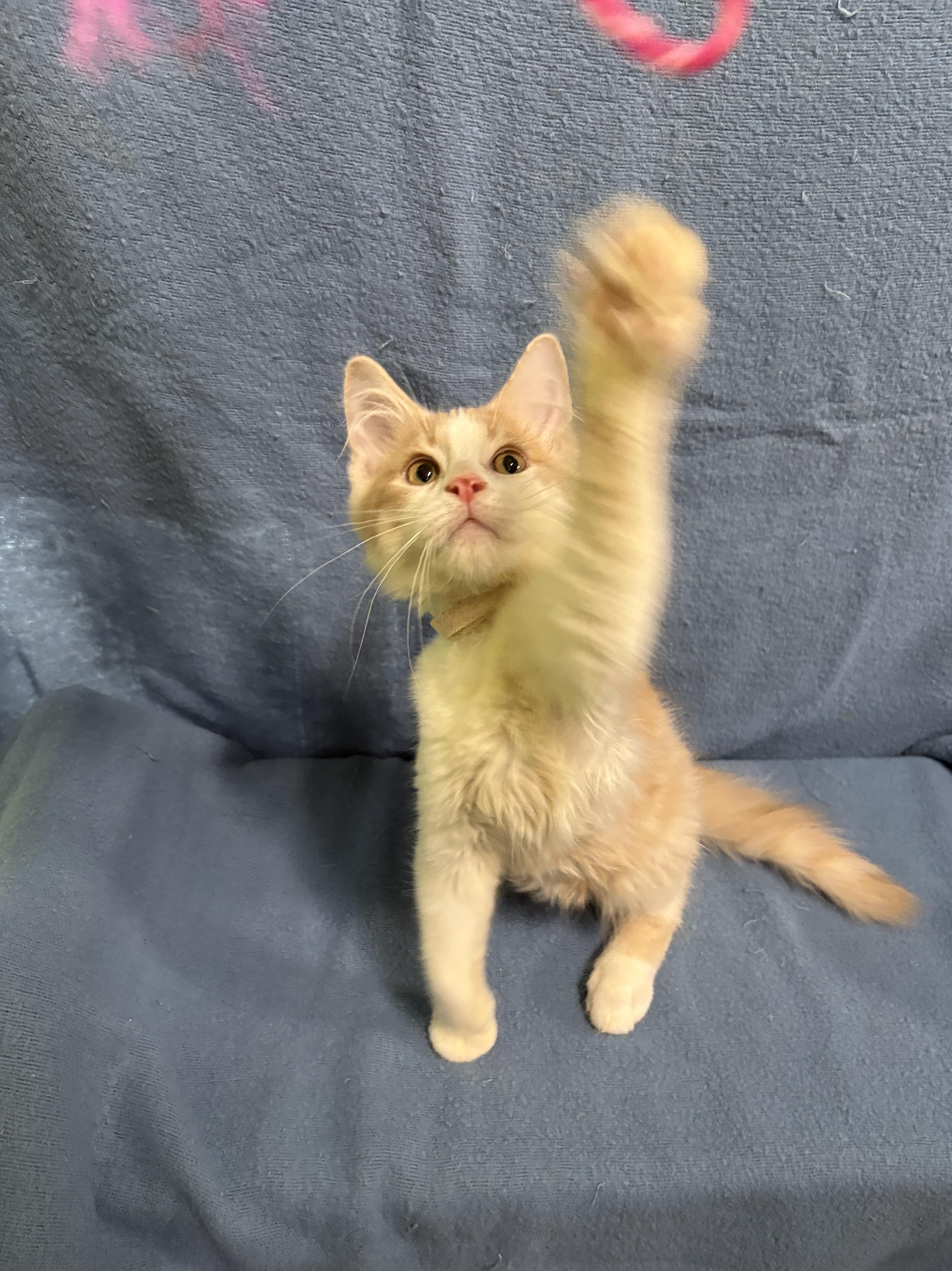 Enlarge FRITO, a Adopted Domestic Short Hair in Tillsonburg, ON image 2/6