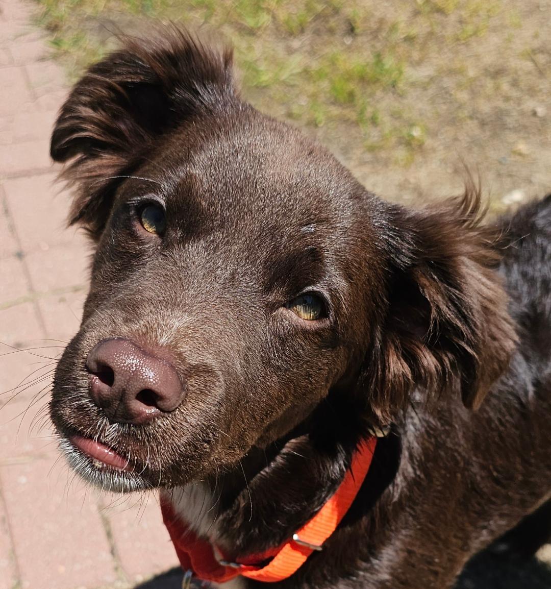 Ruby, an adopted mixed breed in Lapeer, MI image 2/5