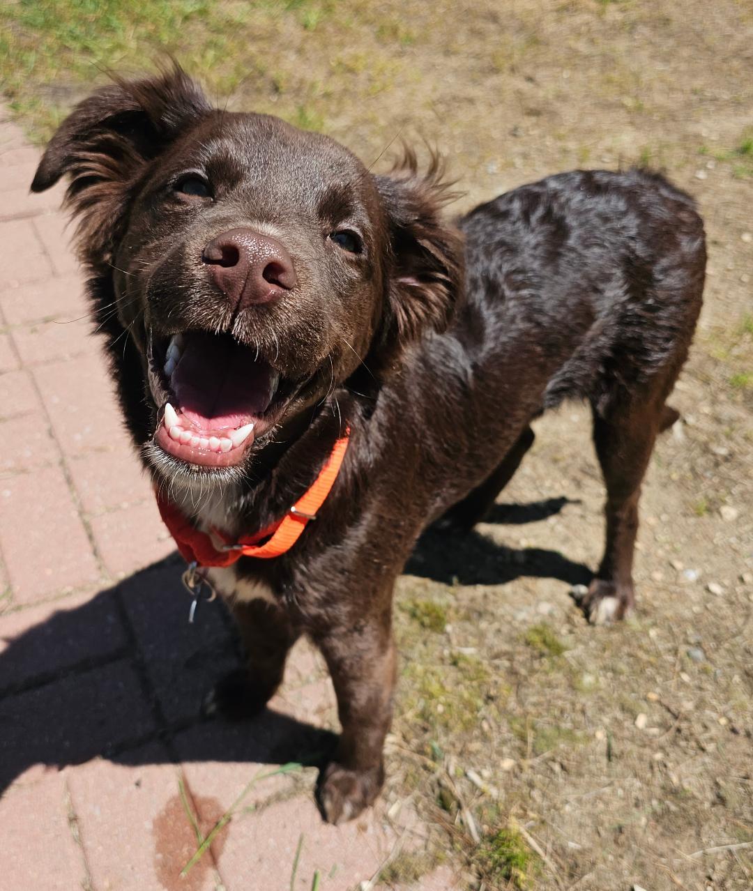 Ruby, an adopted mixed breed in Lapeer, MI image 4/5