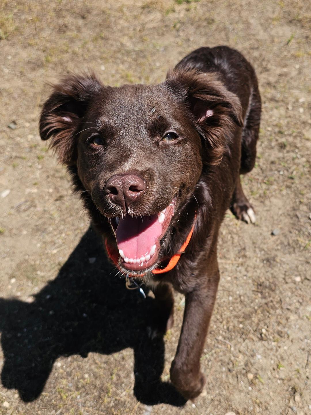 Ruby, an adopted mixed breed in Lapeer, MI image 5/5