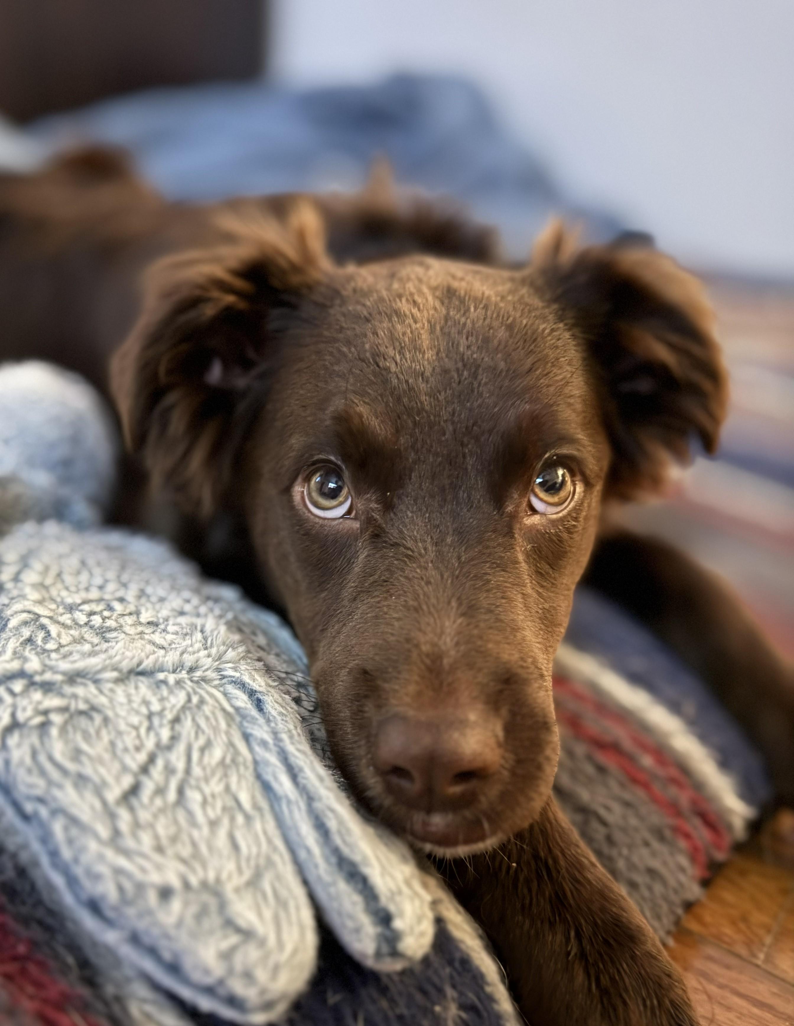 Ruby, an adopted mixed breed in Lapeer, MI image 1/5
