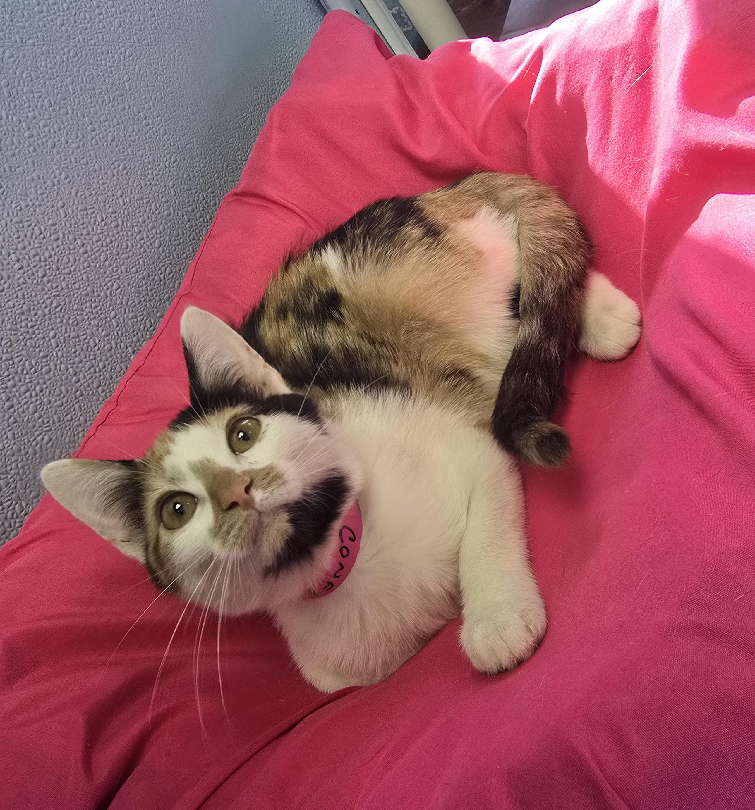 Enlarge Confetti, a ADOPTABLE Domestic Short Hair in Farmington, MO image 1/1