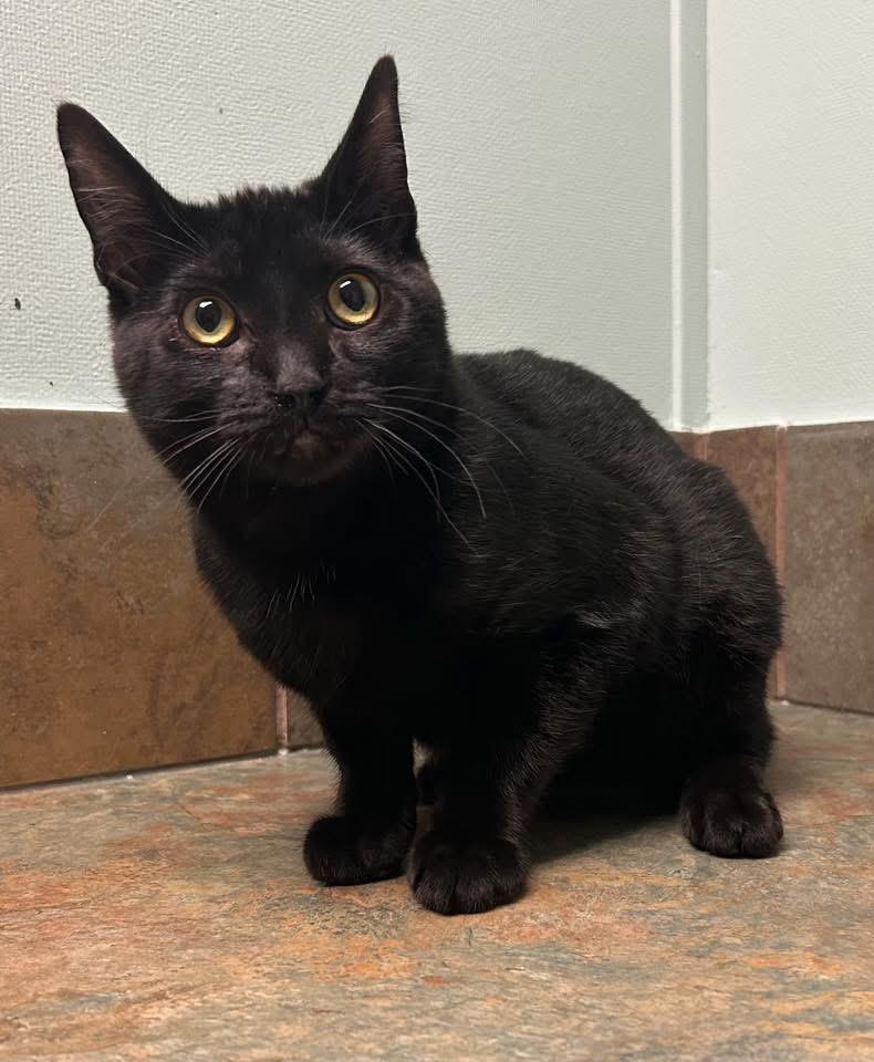 Herb, ADOPTABLE, Kitten Male Domestic Short Hair.