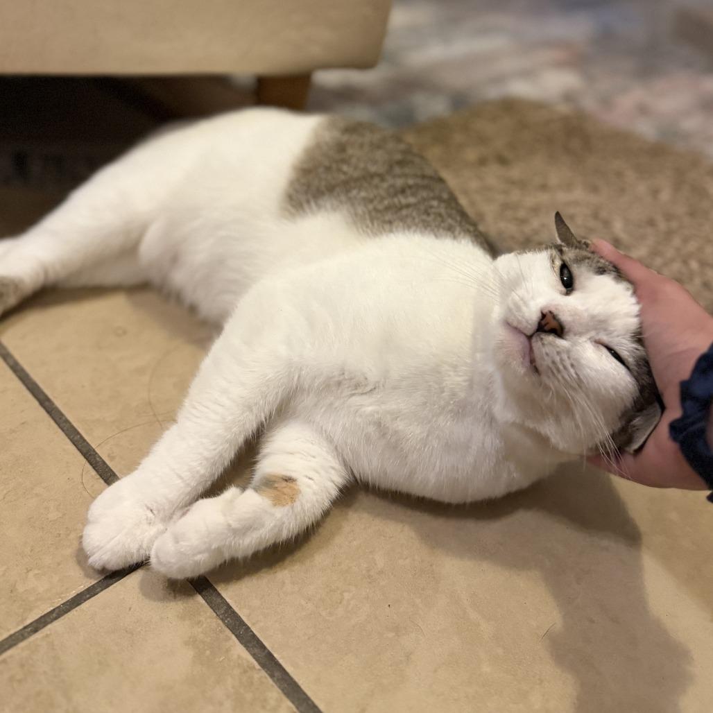 Glameow, Adoptable, Adult Female Domestic Short Hair.