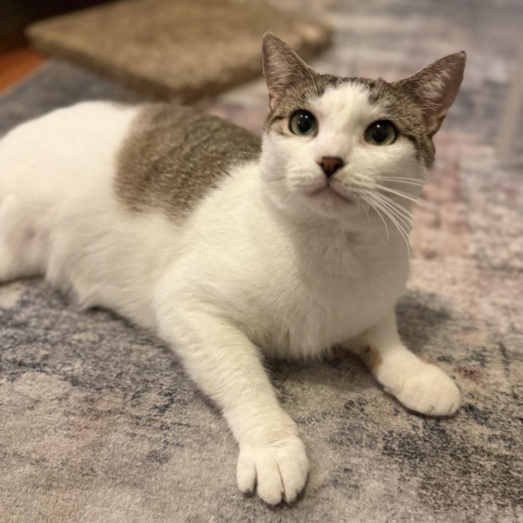 Enlarge Glameow, a Adoptable Domestic Short Hair in Philadelphia, PA image 2/6