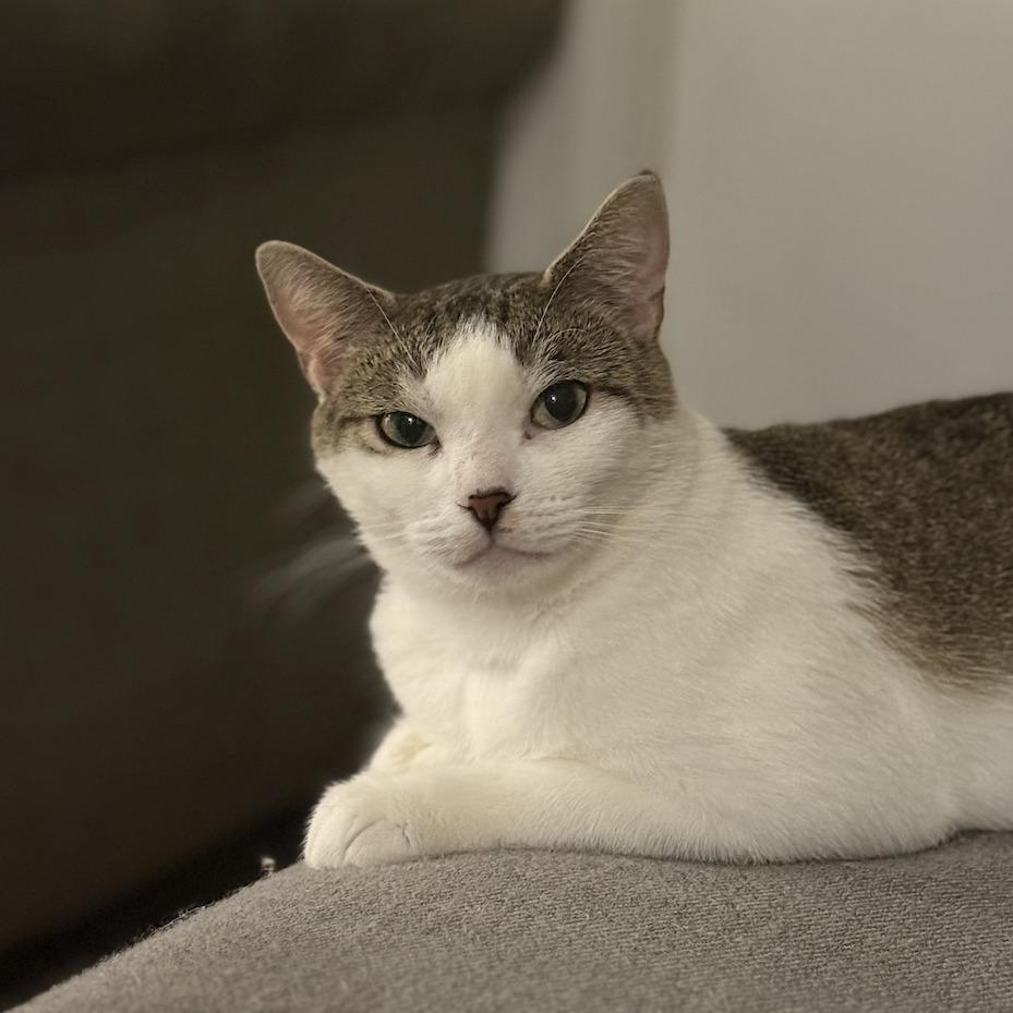 Enlarge Glameow, a Adoptable Domestic Short Hair in Philadelphia, PA image 4/6