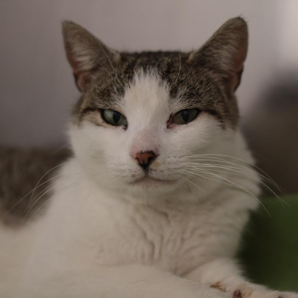 Enlarge Glameow, a Adoptable Domestic Short Hair in Philadelphia, PA image 5/6