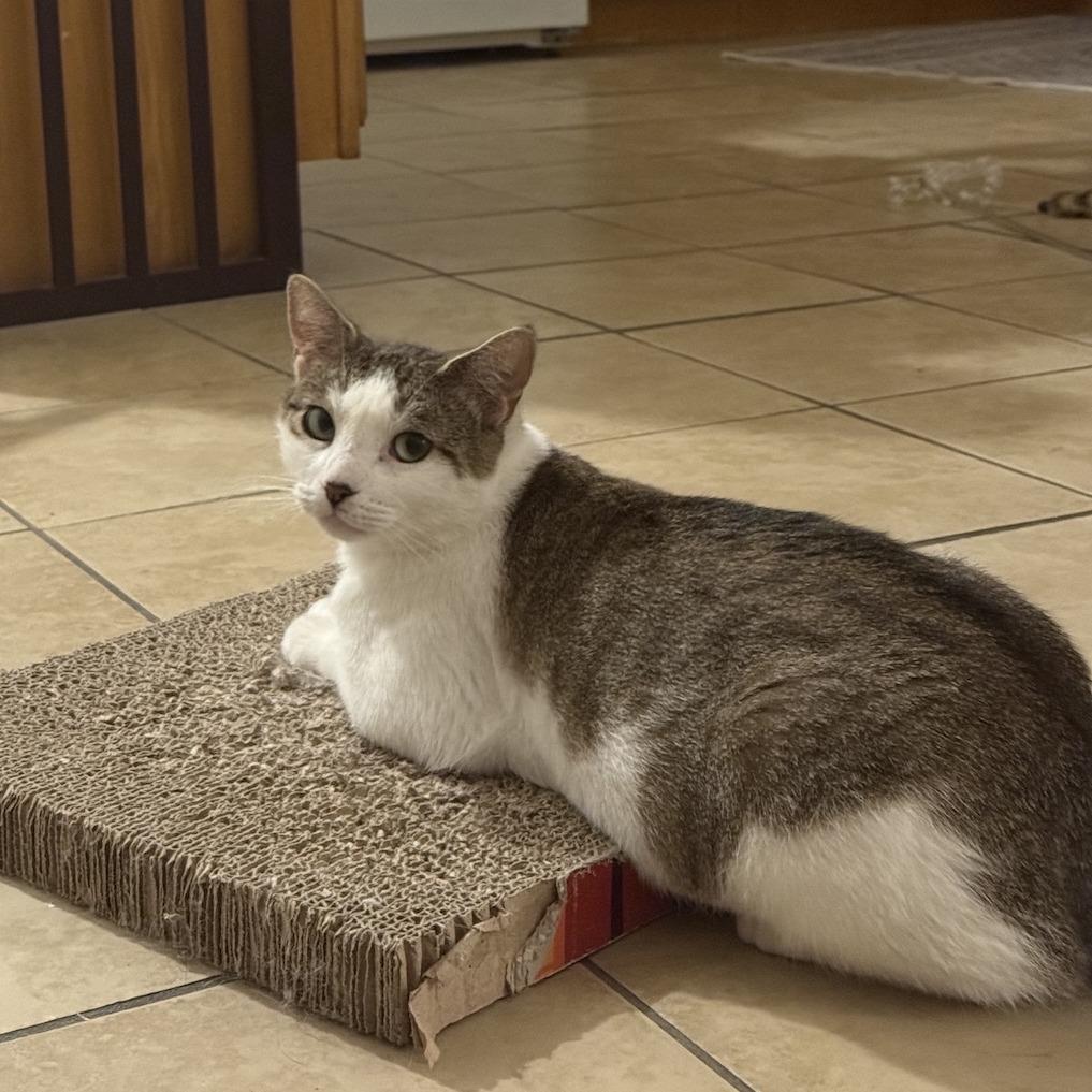 Enlarge Glameow, a Adoptable Domestic Short Hair in Philadelphia, PA image 6/6