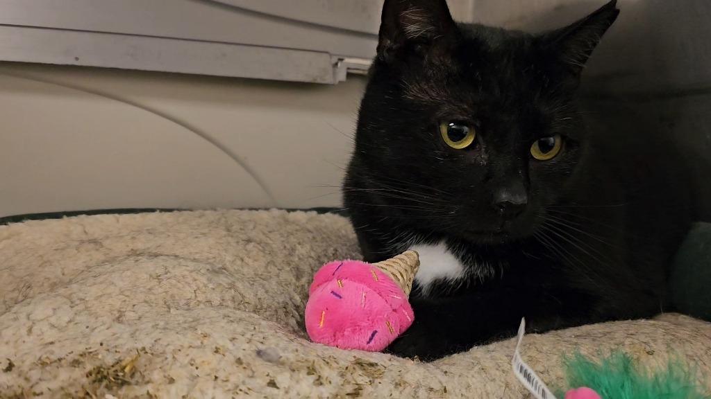 Finn, Adoptable, Adult Male Domestic Short Hair.