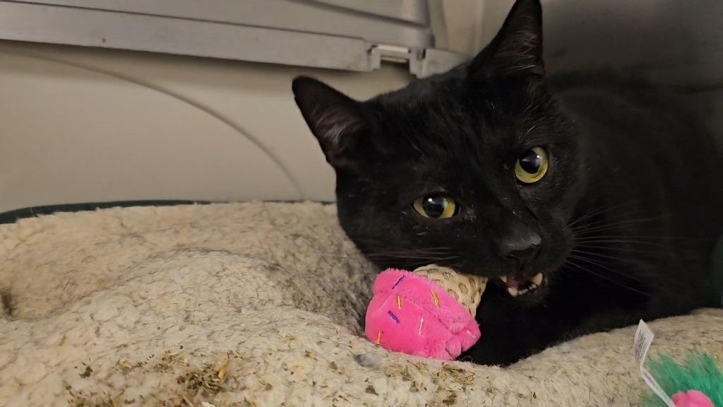 Finn, Adoptable, Adult Male Domestic Short Hair.