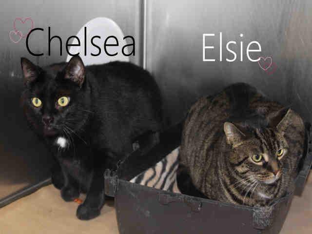 CHELSEA, Adoptable, Adult Female Domestic Short Hair.