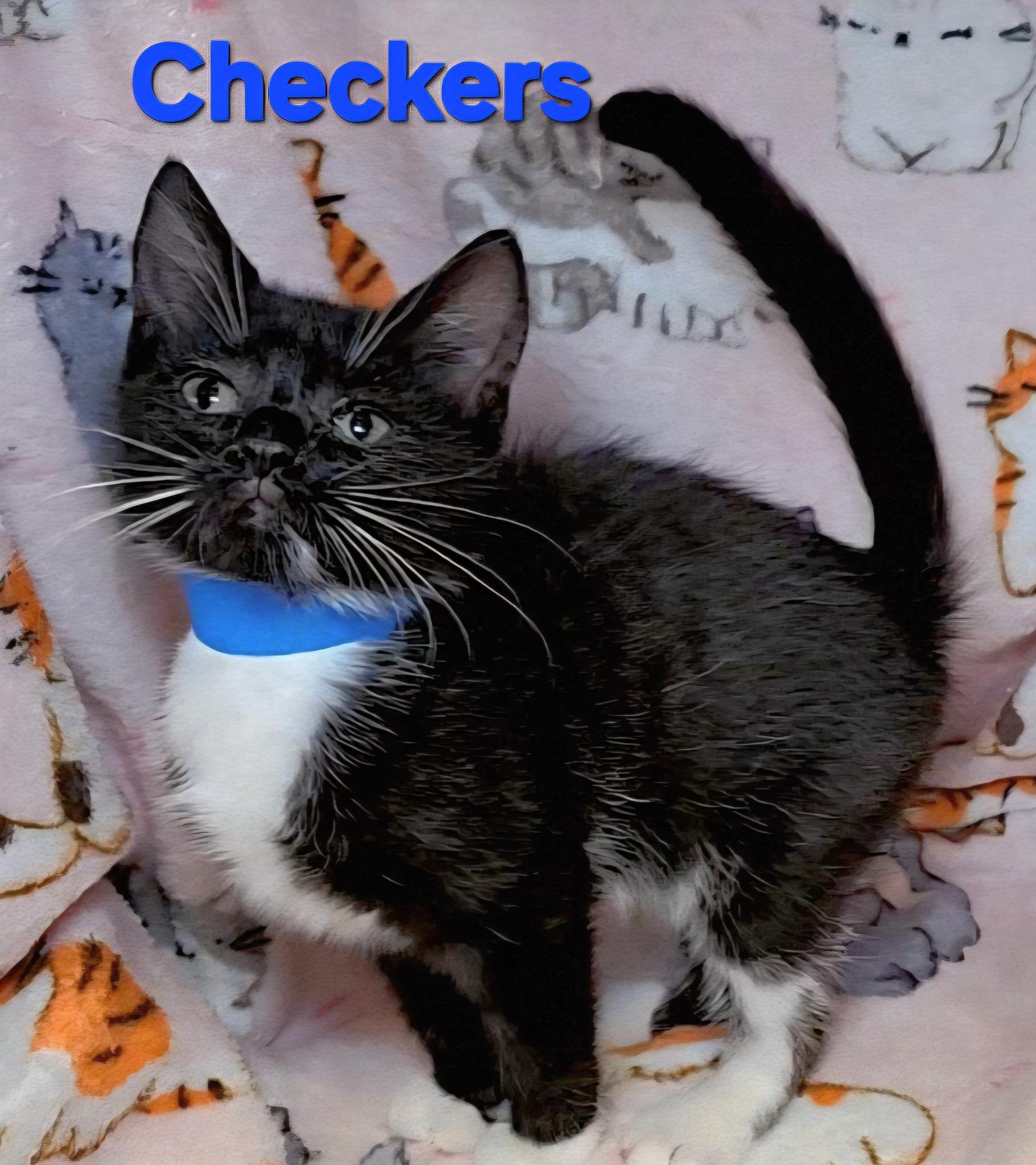 Checkers