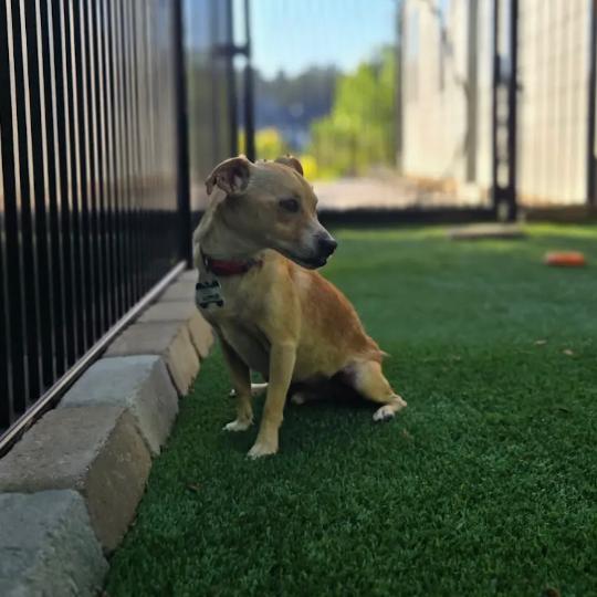 Doppler, Adoptable, Senior Male Chihuahua.