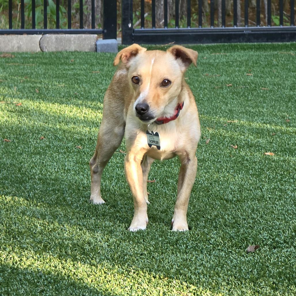 Doppler, a Adoptable Chihuahua in Wake Forest, NC image 4/6