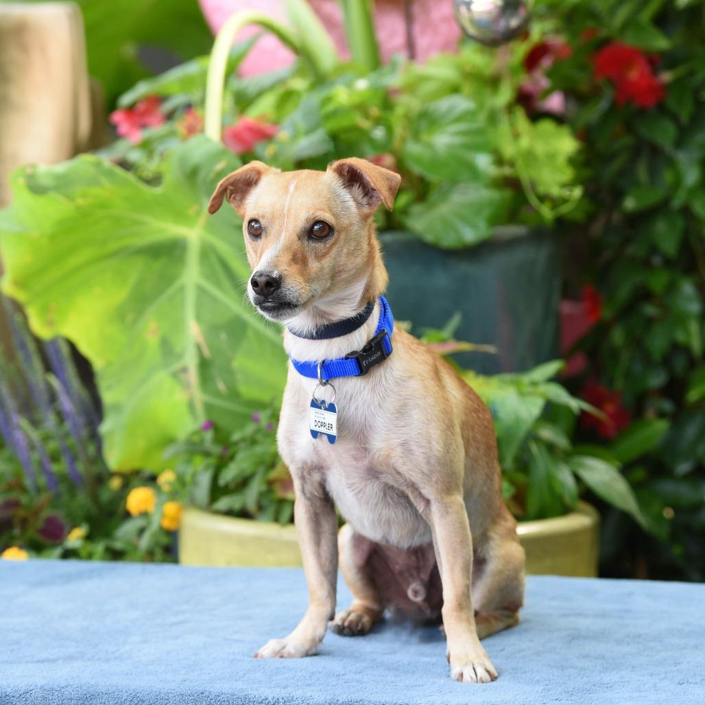Doppler, a Adoptable Chihuahua in Wake Forest, NC image 5/6