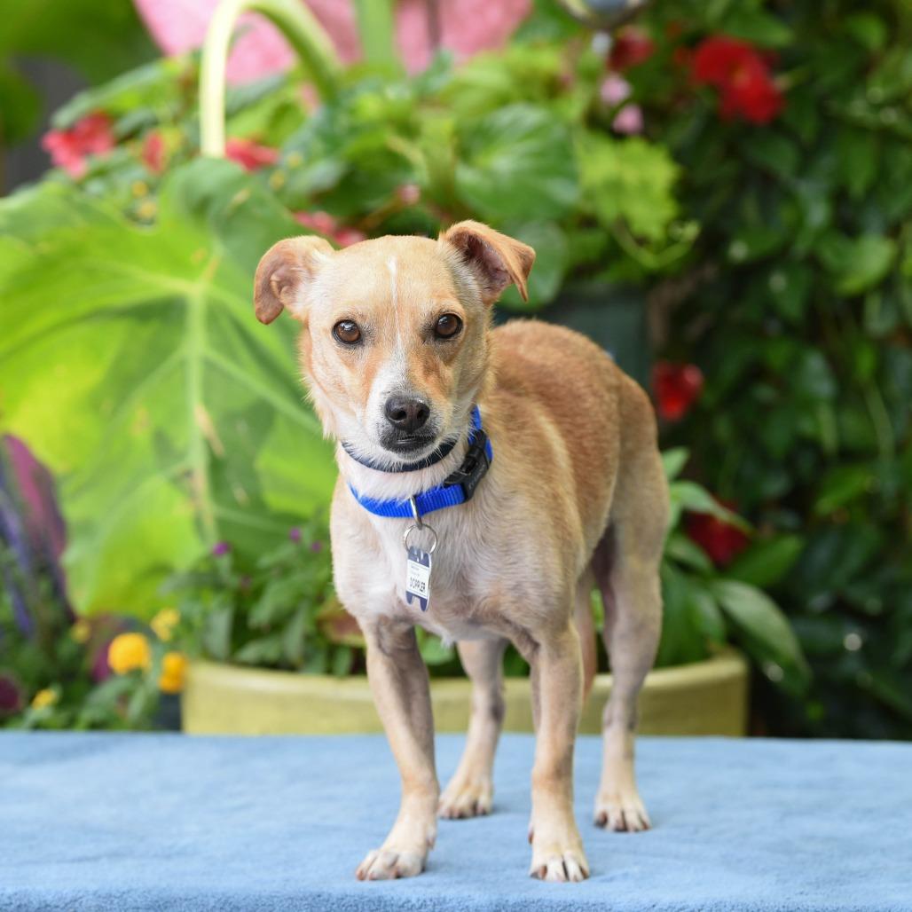 Doppler, a Adoptable Chihuahua in Wake Forest, NC image 6/6