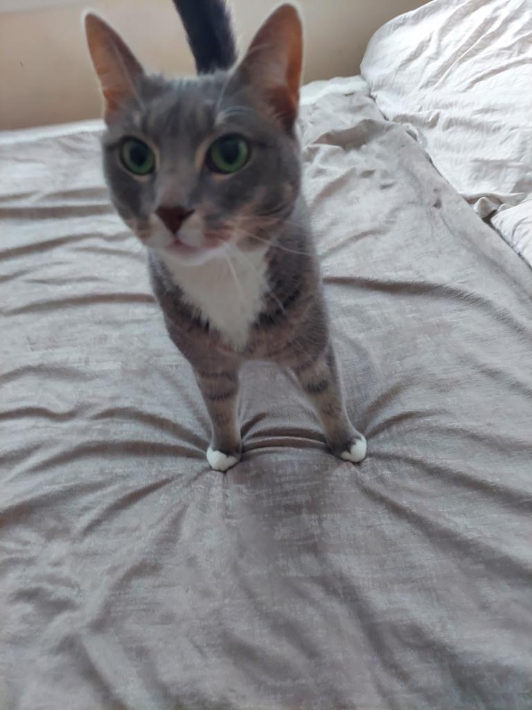 Enlarge ELPHABA, a Adoptable Domestic Short Hair in Derwood, MD image 1/1