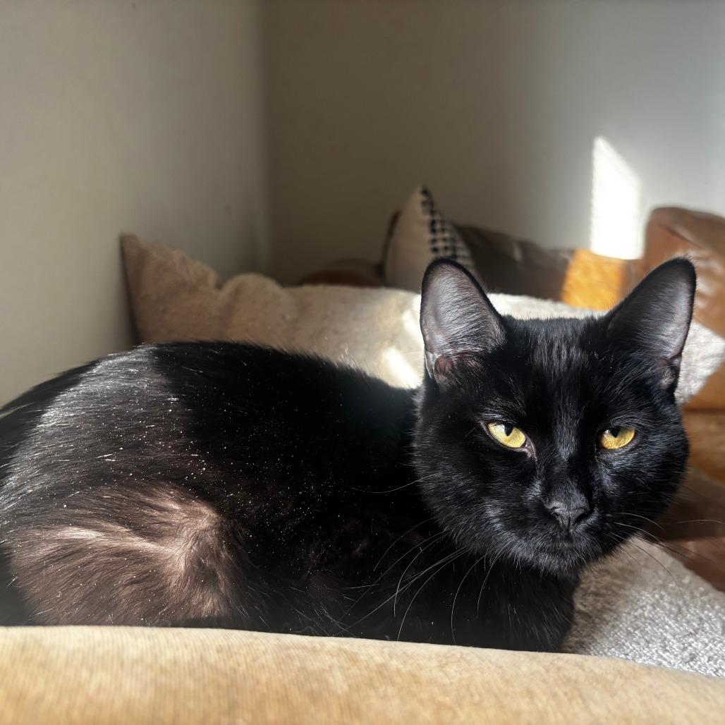 Sherlock, adopted, Adult Male Domestic Short Hair.