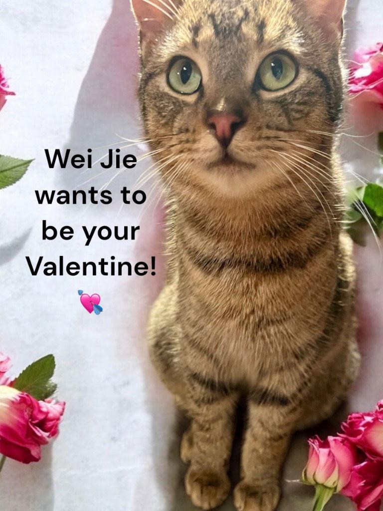 Wei Jie, Adoptable, Young Male Domestic Short Hair.