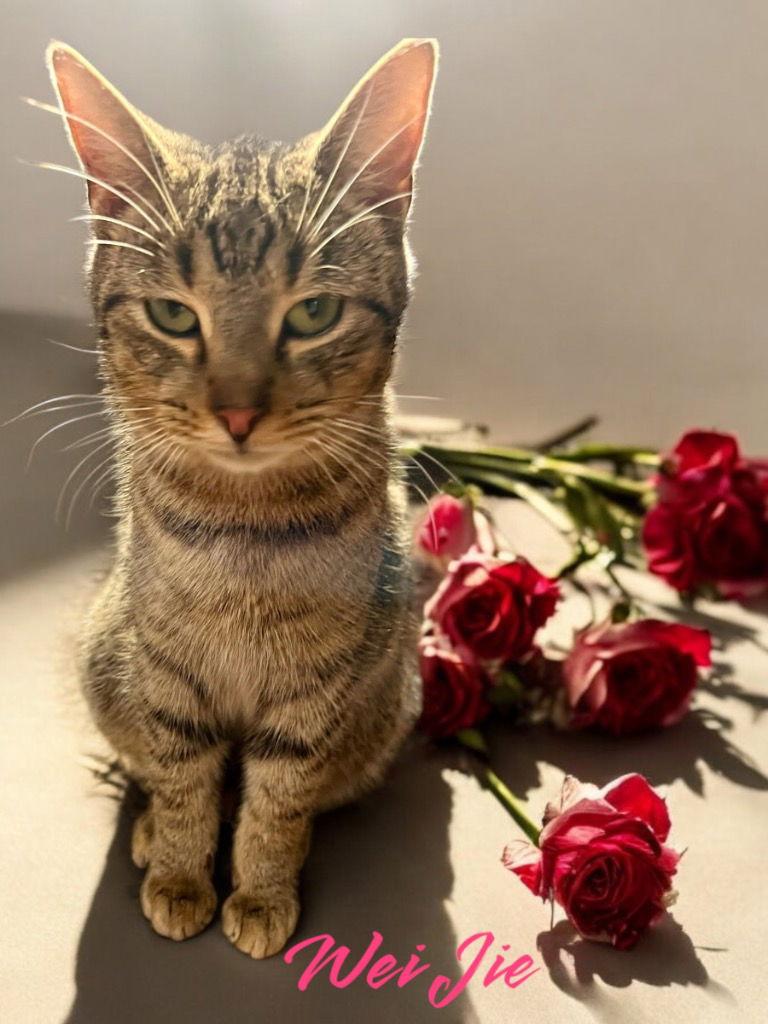 Wei Jie, a Adoptable Domestic Short Hair in Cromwell, KY image 2/3