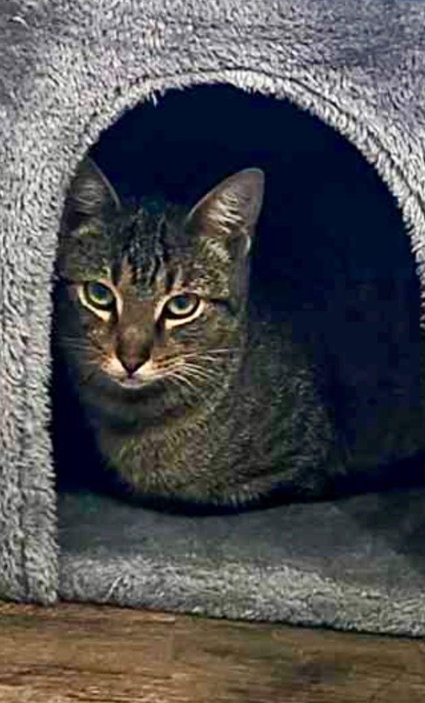 Wei Jie, a Adoptable Domestic Short Hair in Cromwell, KY image 3/3