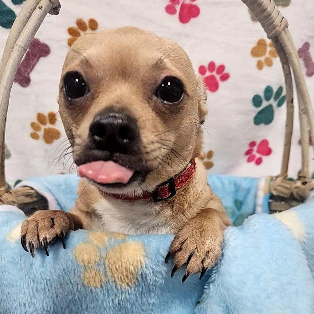 Cream Puff — thumbnail 2