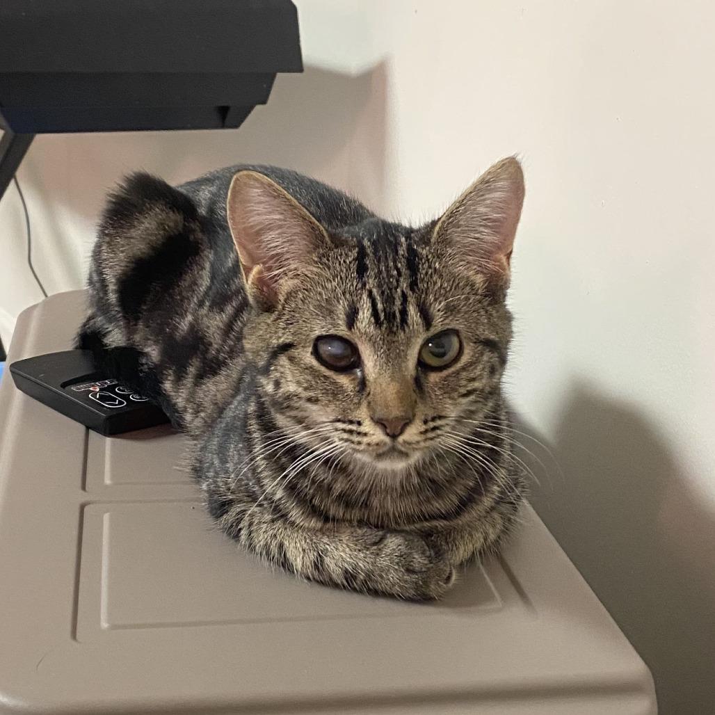 Enlarge Lucy, a Adoptable Domestic Short Hair in Atlanta, GA image 1/1