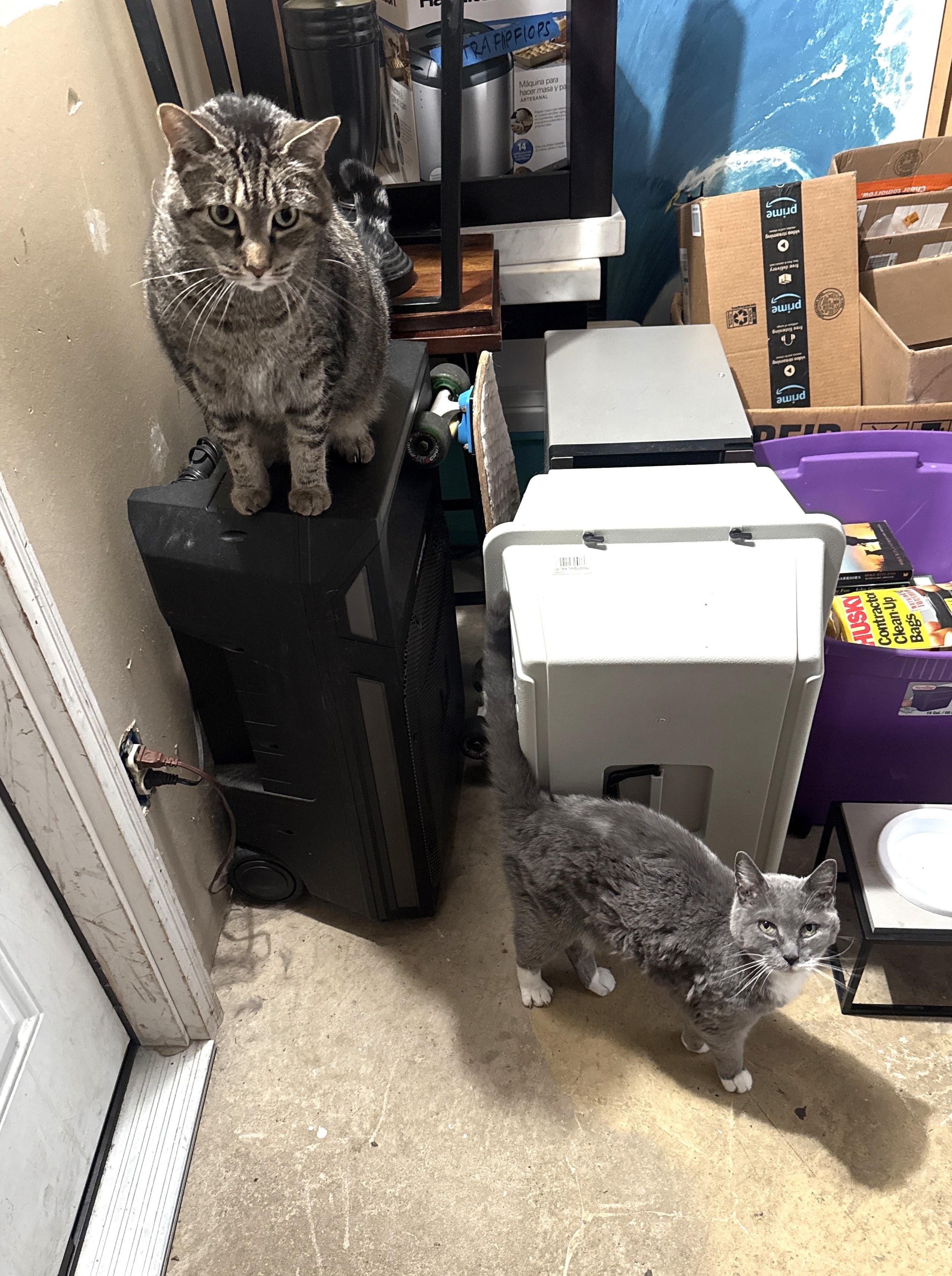 Enlarge KITTY & BRONX, a ADOPTABLE Tuxedo in Churchville, PA image 5/6