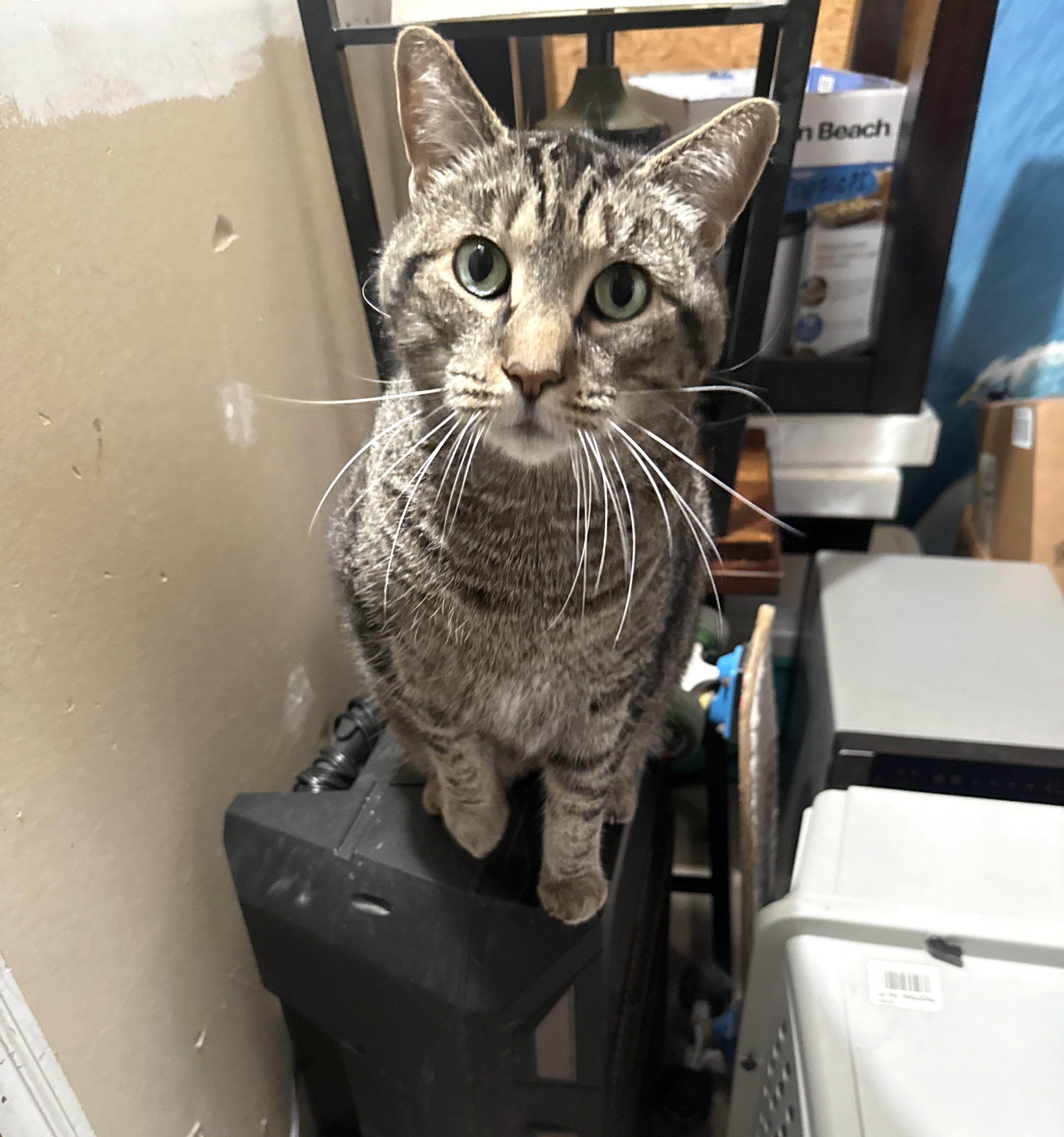 Enlarge KITTY & BRONX, a ADOPTABLE Tuxedo in Churchville, PA image 4/6