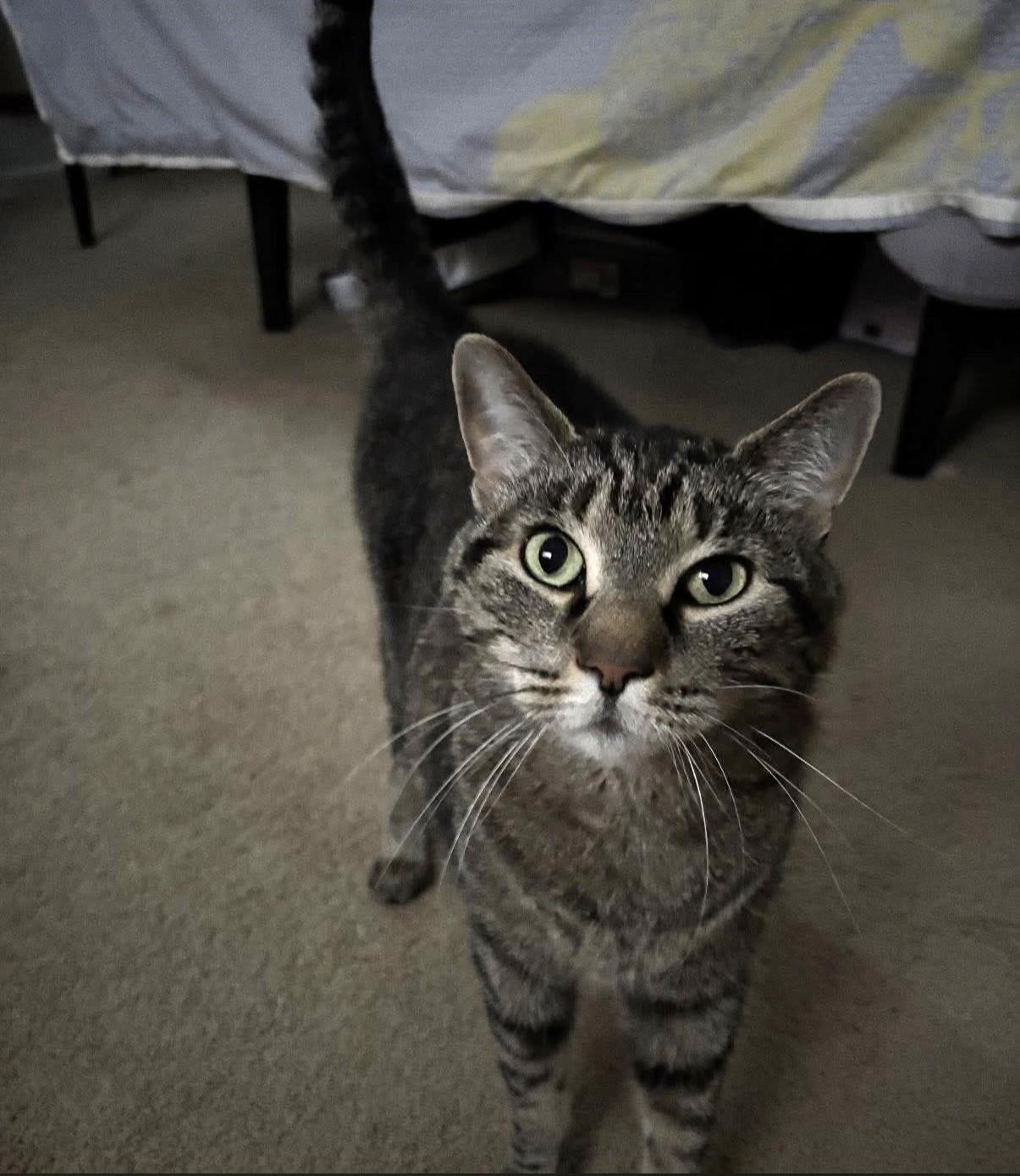 Enlarge KITTY & BRONX, a ADOPTABLE Tuxedo in Churchville, PA image 6/6