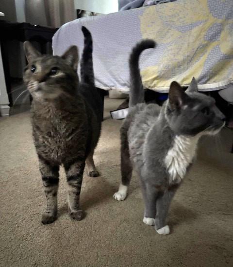 Enlarge KITTY & BRONX, a ADOPTABLE Tuxedo in Churchville, PA image 1/6