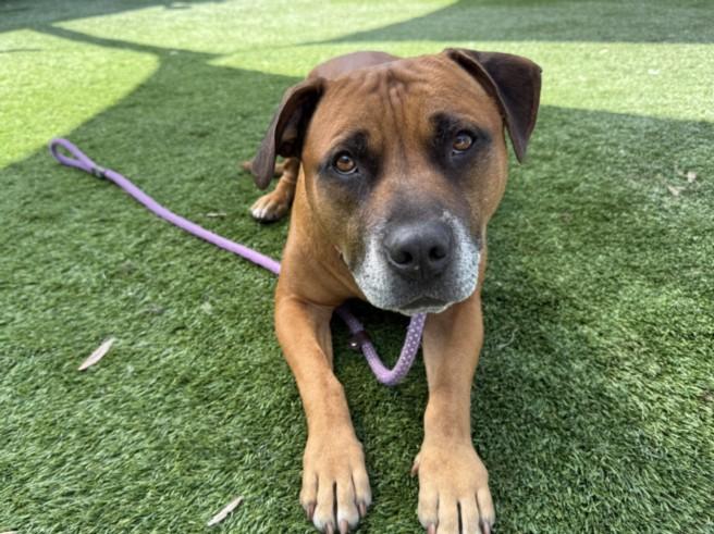 KONNAN, Adoptable, Adult Male Pit Bull Terrier.