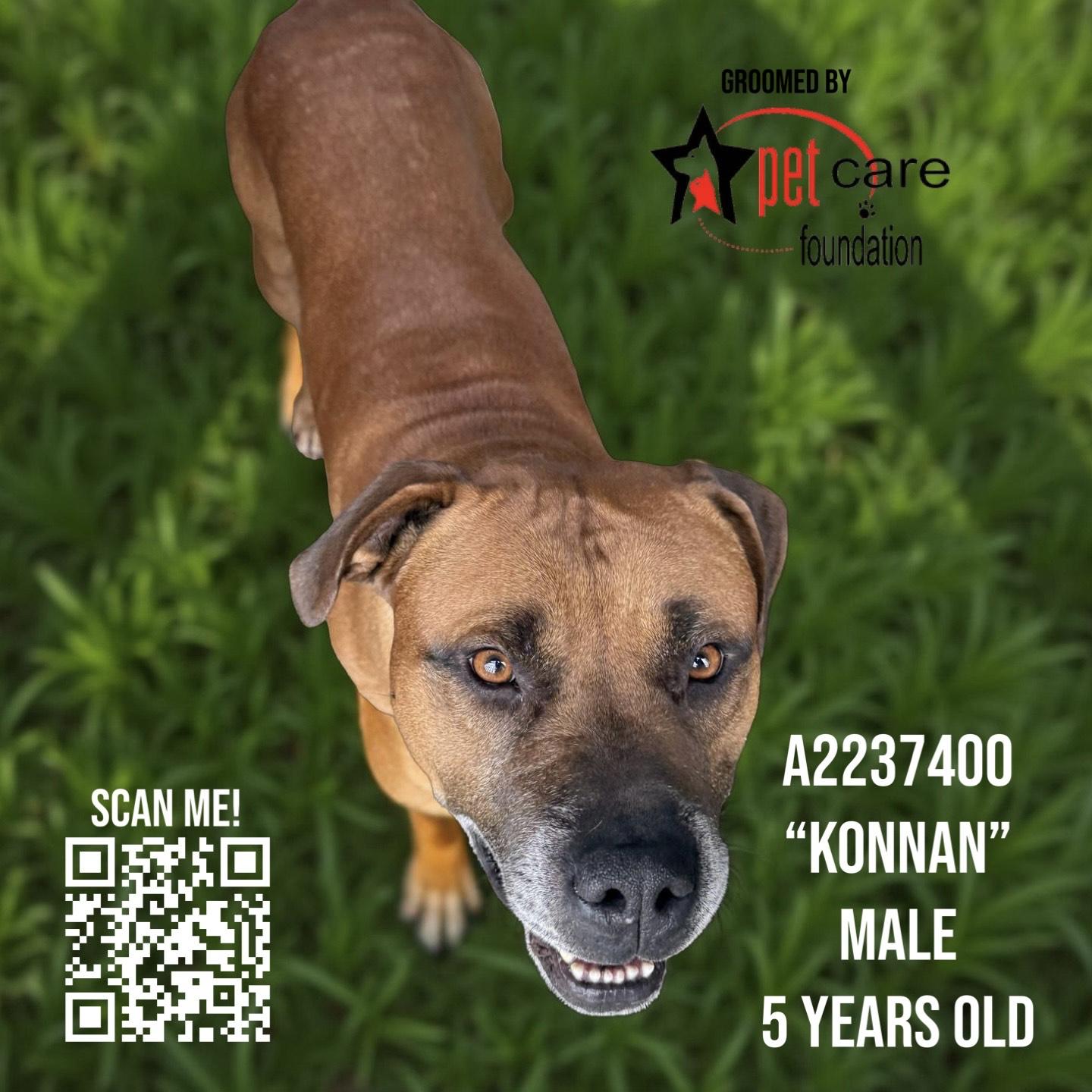 KONNAN, Adoptable, Adult Male Pit Bull Terrier.