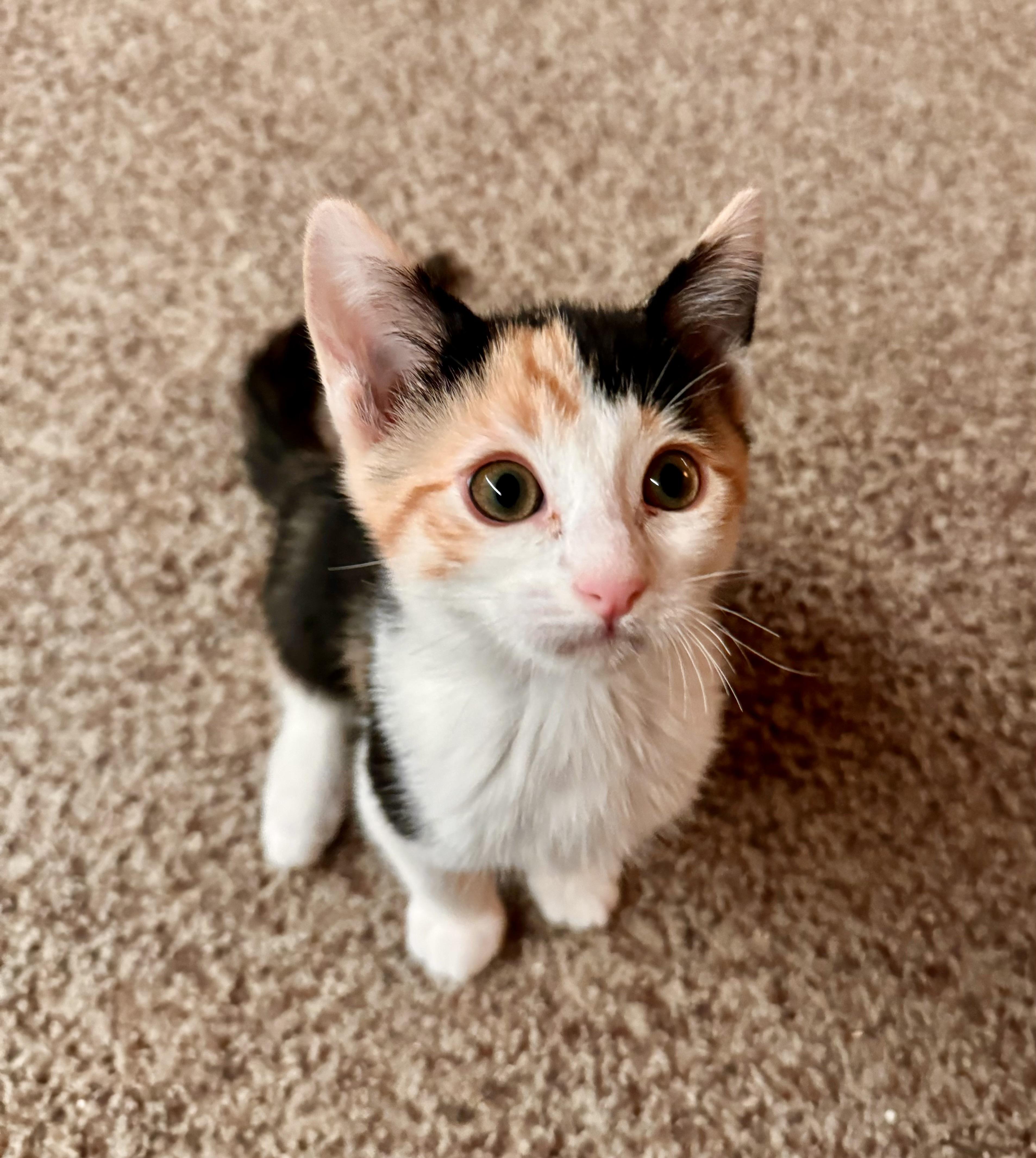 Canary, Young Female American Shorthair