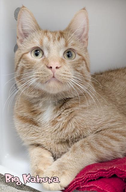 Big Kahuna, Adoptable, Adult Male Domestic Short Hair & Domestic Short Hair.
