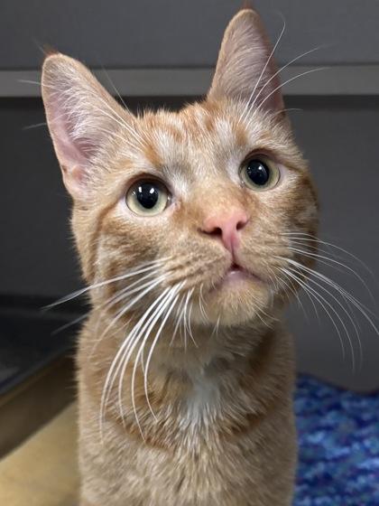 Enlarge Big Kahuna, a Adoptable mixed breed in Mason, MI image 2/2