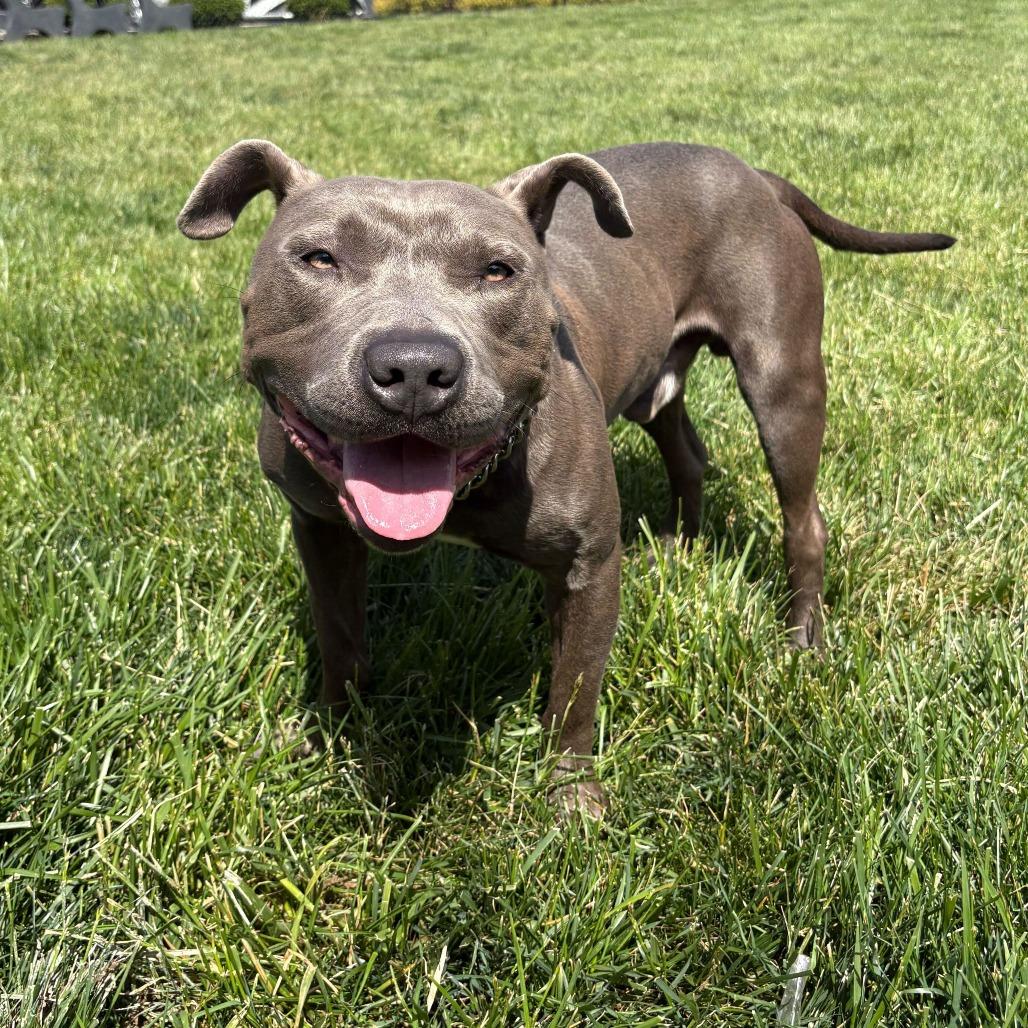 Dwayne, Adoptable, Adult Male Pit Bull Terrier.