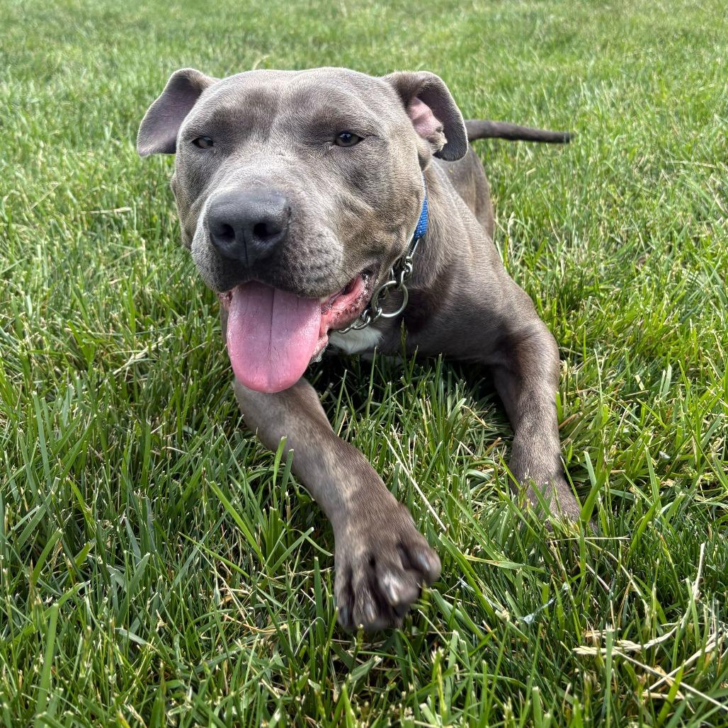 Dwayne, a Adoptable Pit Bull Terrier in Dayton, OH image 2/6