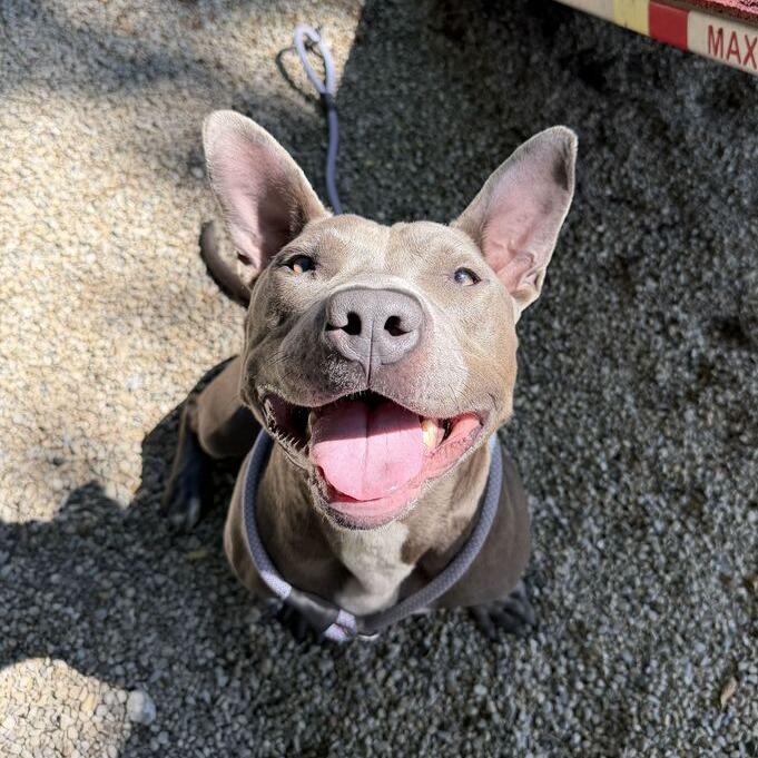 Dwayne, a Adoptable Pit Bull Terrier in Dayton, OH image 3/6