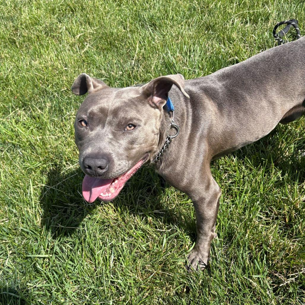 Dwayne, a Adoptable Pit Bull Terrier in Dayton, OH image 4/6
