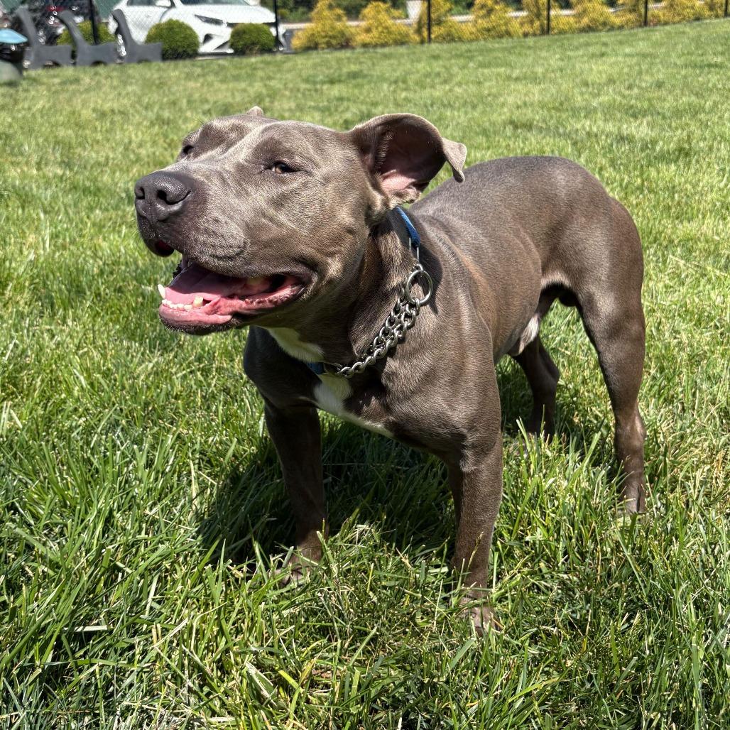 Dwayne, a Adoptable Pit Bull Terrier in Dayton, OH image 5/6