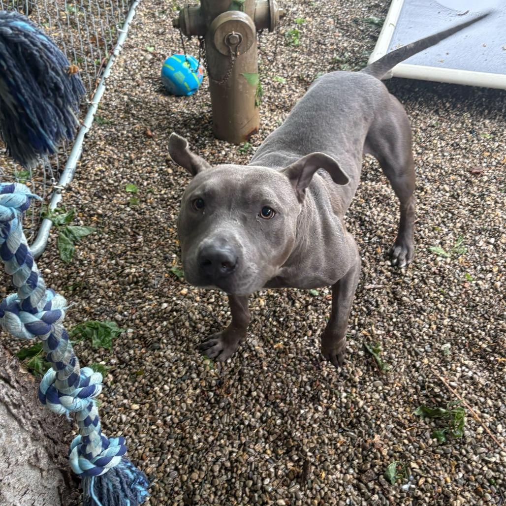 Dwayne, a Adoptable Pit Bull Terrier in Dayton, OH image 6/6
