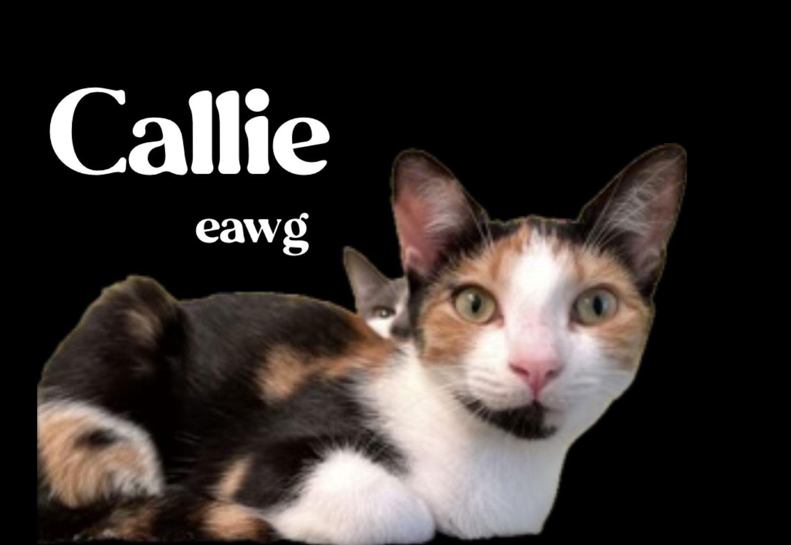 Callie, a Adoptable Calico in Pensacola, FL image 1/2