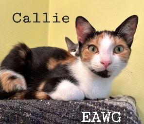 Callie, a Adoptable Calico in Pensacola, FL image 2/2