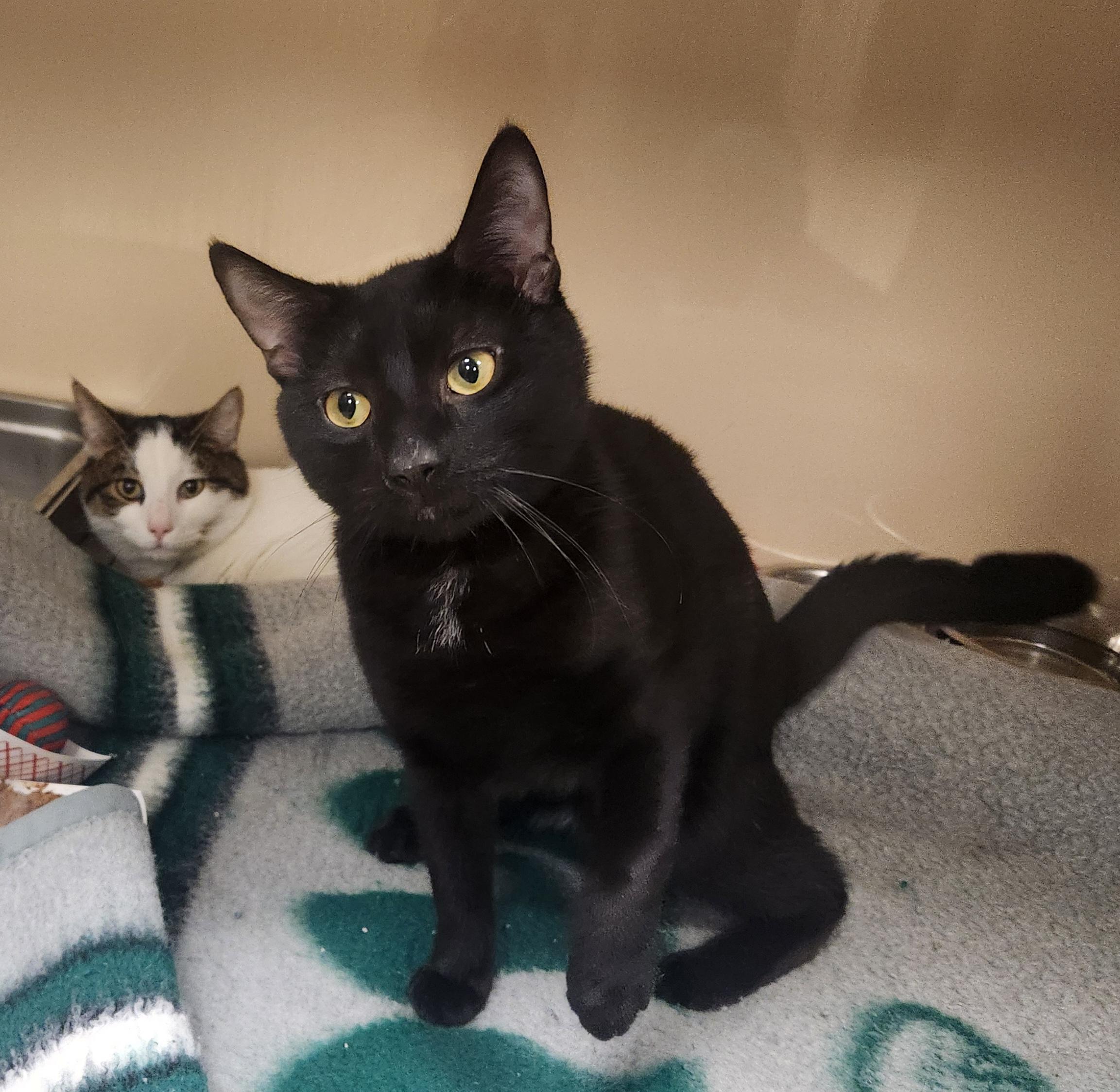 Midnight and Shy , ADOPTABLE, Kitten Male Domestic Short Hair.