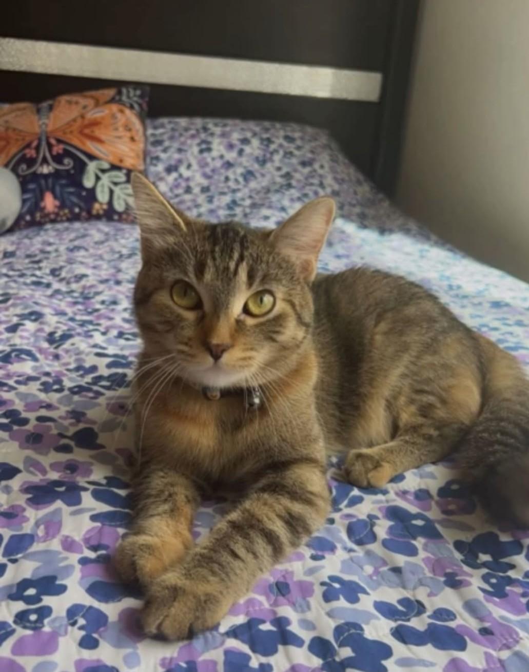 Olivia - In Foster