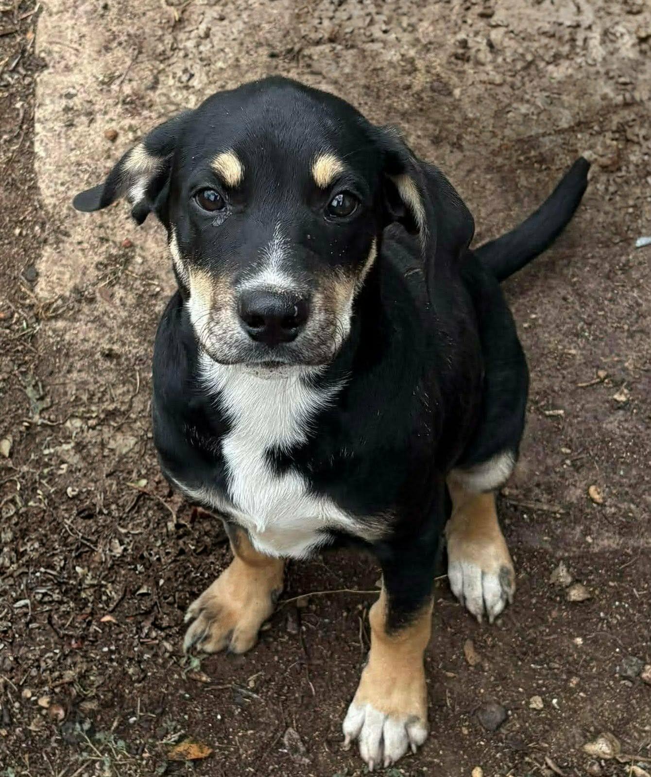Enlarge Cooper, an adopted mixed breed in Redmond, WA image 6/6