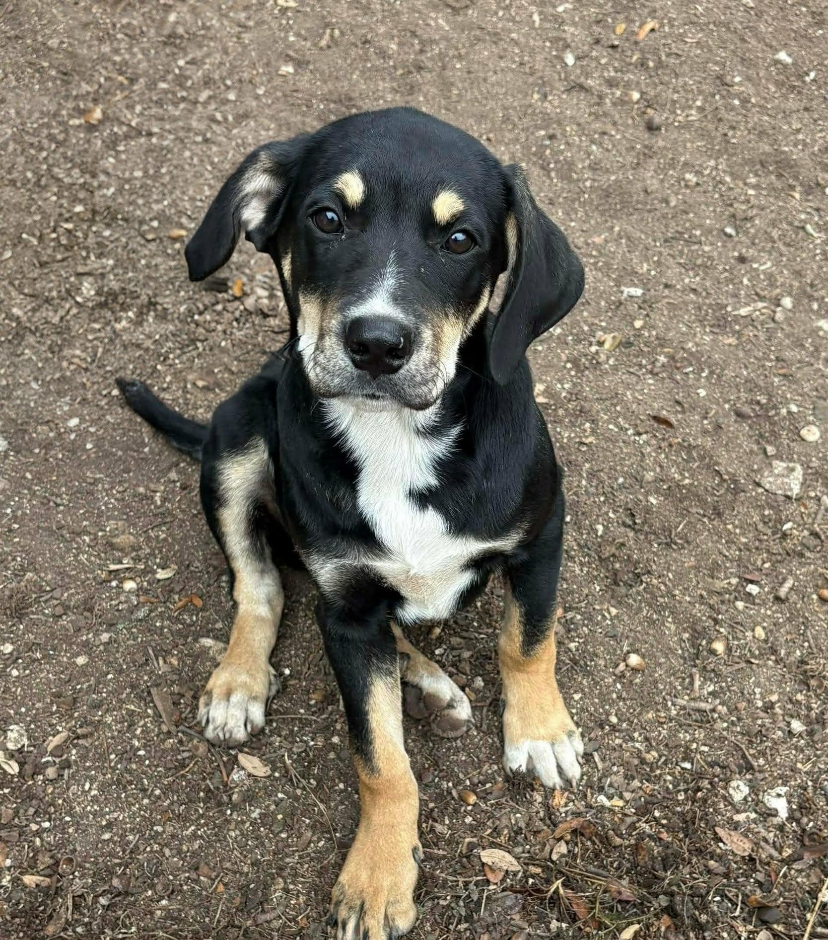 Enlarge Cooper, an adopted mixed breed in Redmond, WA image 2/6