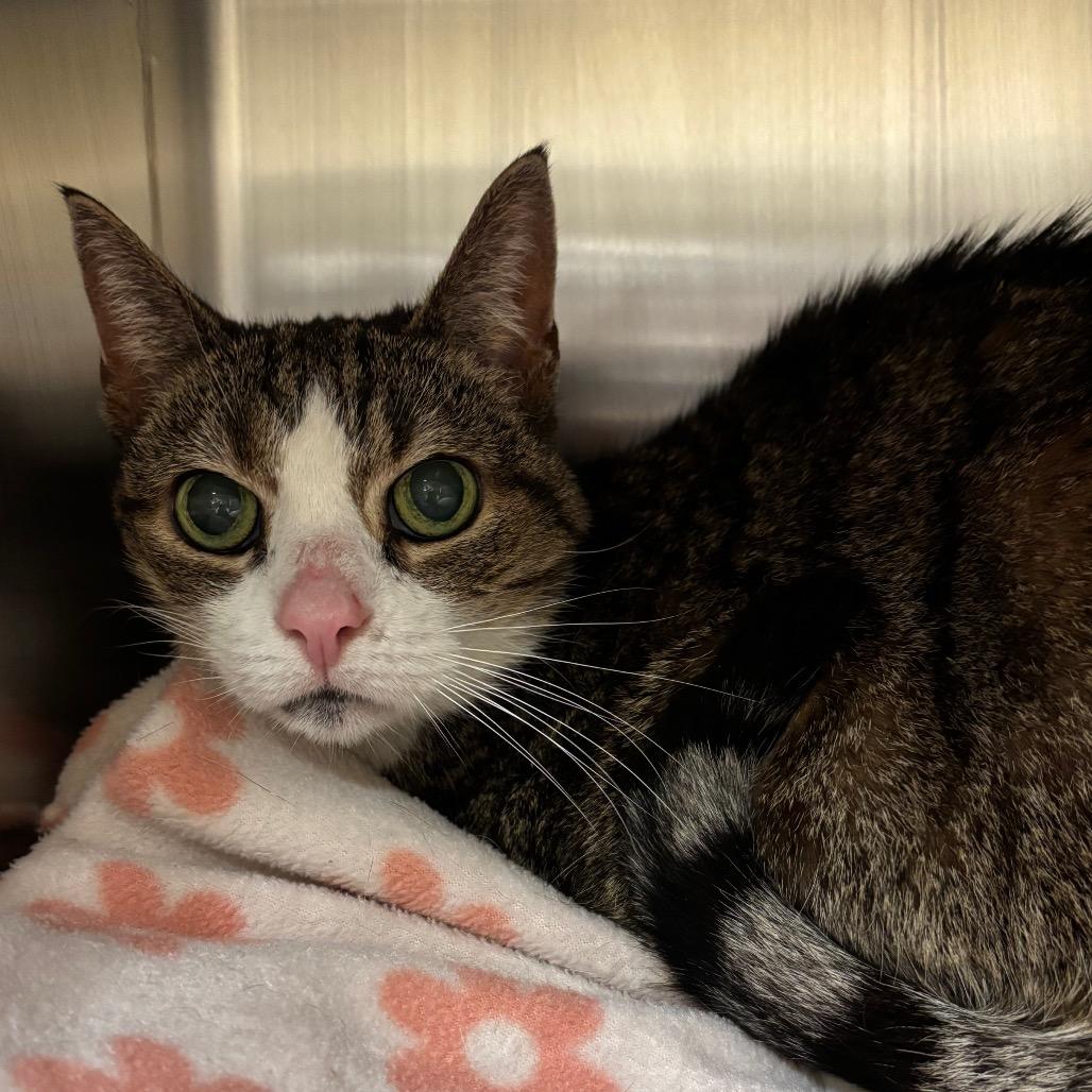 Cadpurry, Adoptable, Senior Female Domestic Short Hair.