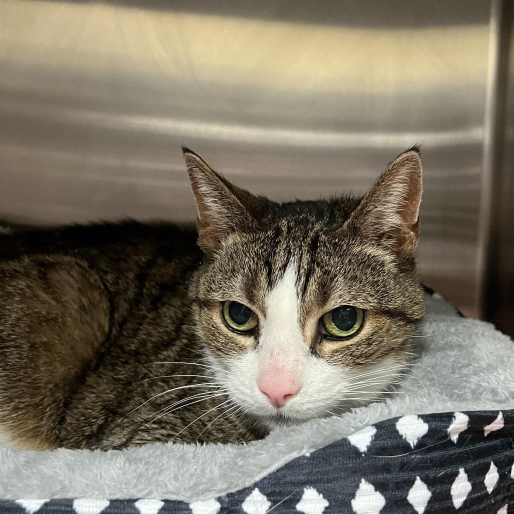 Enlarge Cadpurry, a Adoptable Domestic Short Hair in York, PA image 2/5